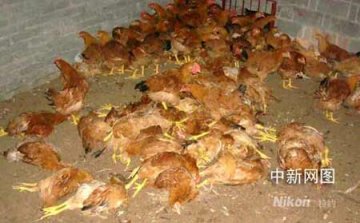 猫头鹰夜闯养鸡厂致百余只鸡被吓死