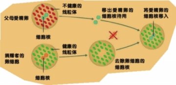 人类将进入“自由设计”婴儿时代？