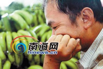香蕉有毒谣言重创蕉农专家澄清图
