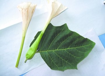 女子为美容误食毒花昏迷十个小时