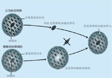 三亲育子离我们多远？