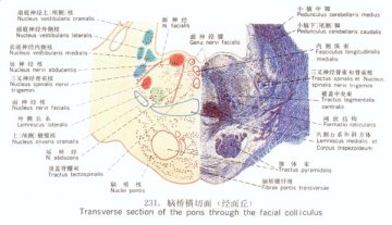脑桥横切面（经面丘）