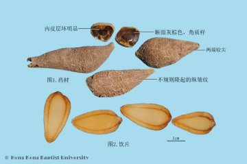 郁金（Yujin）中药材鉴别相册