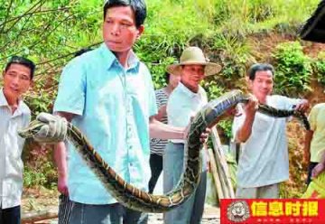 小蟒蛇被抓五天后3米长大蛇找上门
