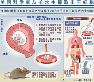 美国科学家从孕妇羊水中发现干细胞