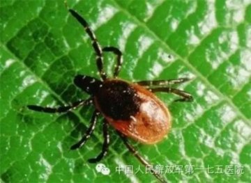 军医提醒：炎炎夏季 谨防恙虫来袭