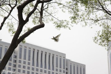 14.依旧在外的野鸽减少，背景为上海市政府大楼