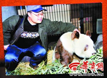 陕西发现棕色熊猫幼仔 母亲毛色正常