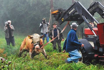 德国农场6岁肉牛逃亡百日与鹿为伍