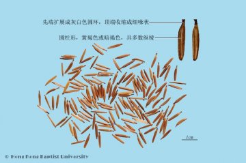鹤虱（Heshi）中药材鉴别照片