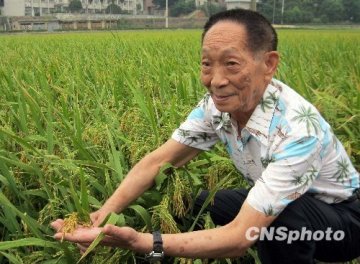 印度农民稻米单产创世界纪录 袁隆平称吹牛皮