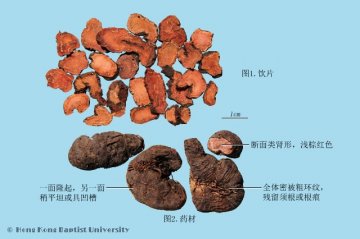 拳参（Quanshen）中药材鉴别照片