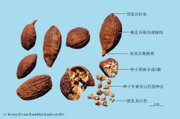 草果（Caoguo）中药材鉴别照片