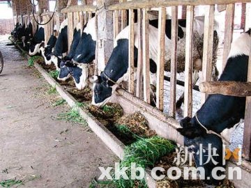 蒙牛与现代牧场就问题奶相互推诿 调查至今无果