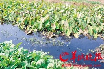 东莞高埗母亲河涌又黑又臭 灌溉出大片毒草莓
