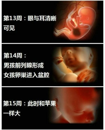 生命的史诗！人类从受精到出生全过程