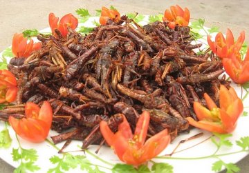 盘点：世界各地的“非主流”食物