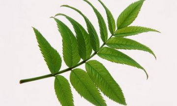 复方甘草片的正确用法