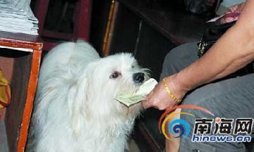 神奇宠物狗天天替主人买报纸
