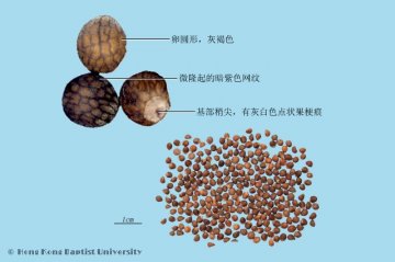 紫苏子（Zisuzi）中药材鉴别照片