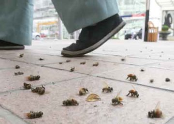 大连万只蜜蜂集体坠亡 疑误食杀虫剂
