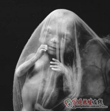 精子发育成胎儿全过程