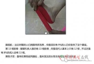 脚底肌、第13根肋骨及男性子宫