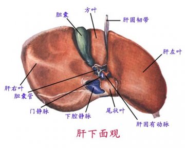 肝下面观