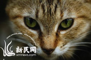 北大学生干部在图书馆当众虐杀小猫