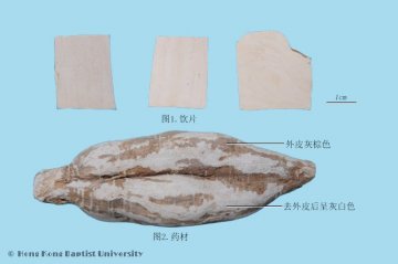粉葛（Fenge）中药材鉴别照片