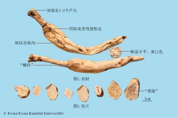 南沙参（Nanshashen）中药材鉴别相册
