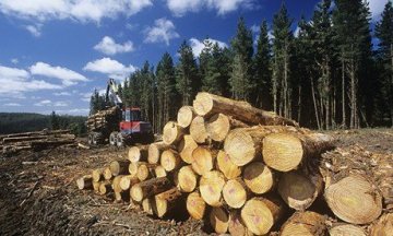 生物质能发电淘金热兴起 森林可能面临威胁