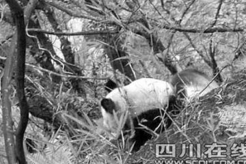 野生大熊猫闯入村民家咬死8只羊