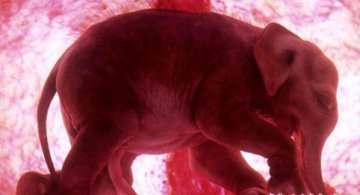动物子宫内发育惊人照