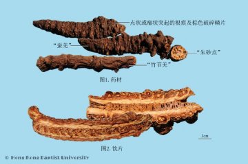 羌活（Qianghuo）中药材鉴别照片