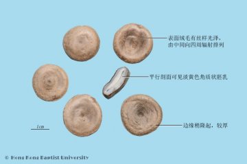 马钱子（Maqianzi）中药材鉴别照片