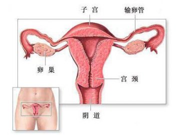 女性排卵的过程