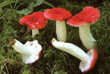 苹果土豆番茄都有毒？人们最爱吃十种有毒食品