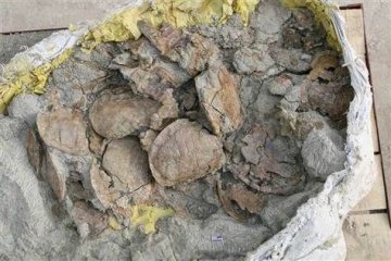 新疆发现侏罗纪时代乌龟墓场：每平米36只