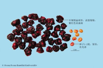 五味子（Wuweizi）中药材鉴别相册