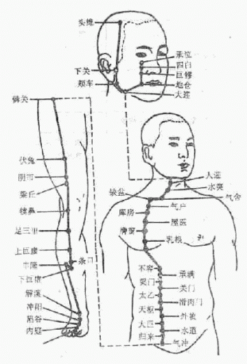 胃经