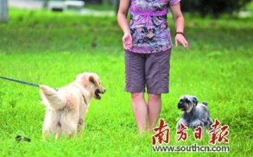 狂犬病致死率百分百 猫狗抓伤不能心存侥幸