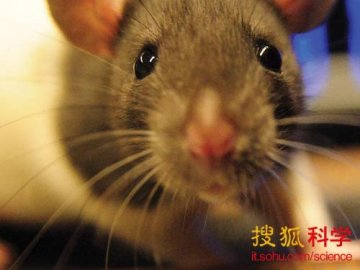 老鼠跑动时两眼转动方向不同：一个纵向一个横向