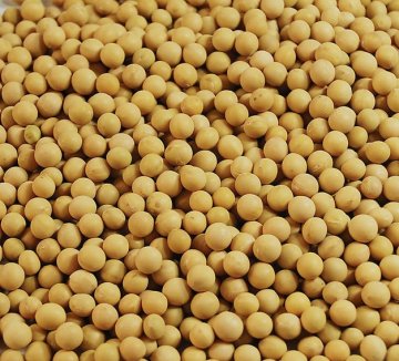 10种食物最滋补中国人