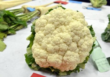 英9岁失聪女童种巨型蔬菜获大奖