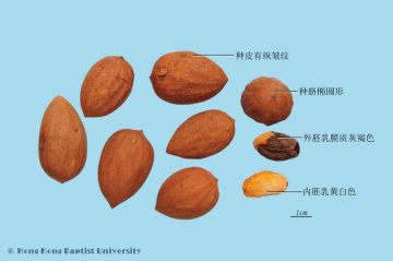 榧子（Feizi）中药材鉴别照片