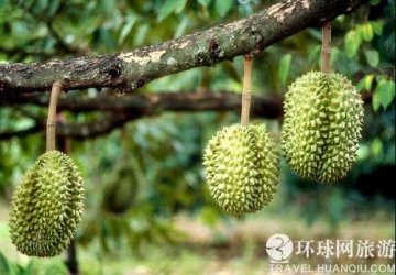 全球最臭的七大美食