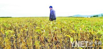 进口转基因大豆国内份额超八成