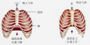 女星为瘦身取肋骨