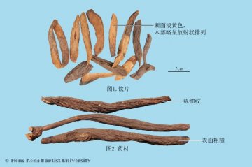 地榆（Diyu）中药材鉴别照片